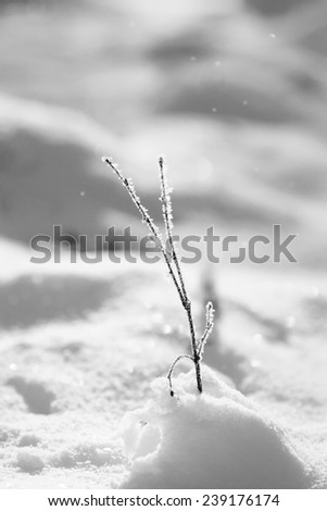 Abstract snow shapes with dried plants 