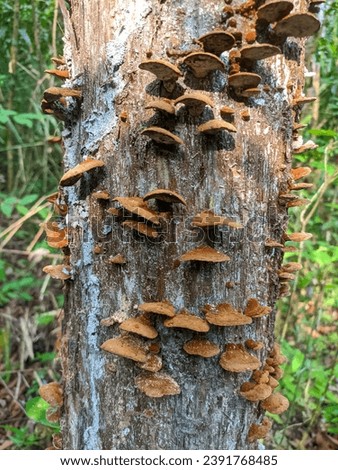 Tree fungus (tinder fungus  Fomes fomentarius) on a dead tree trunk in the forest. Tinder fungus is a species of fungus from the stem-porling family (Polyporaceae). background of trees and nature. Royalty-Free Stock Photo #2391768485