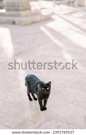 Black cat stands on the paving stones on the street
