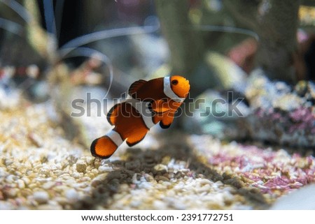 A cute little anemonefish or clown fish during swimming on sea ground. Sealife animal portrait photo, underwater. Selective focus. Royalty-Free Stock Photo #2391772751