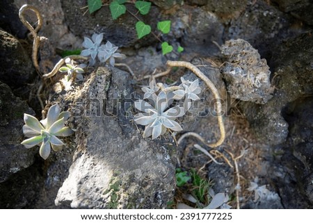 This is a picture of a succulent plant growing in nature.