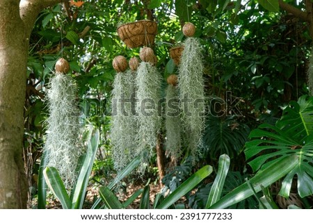 This is a picture of Beard Tillandsia growing in nature.