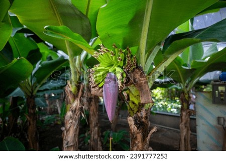 This is a picture of a Samcheok banana tree growing in nature.