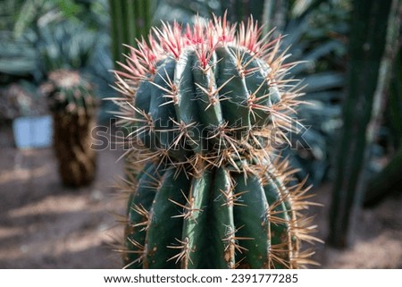 This is a picture of a cactus growing in nature.