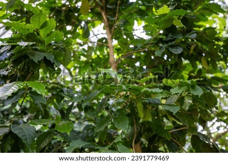 This is a picture of a coffee tree growing in nature.
