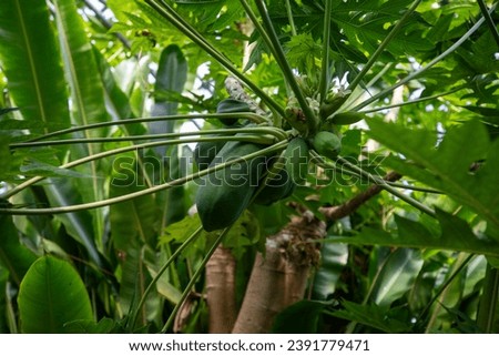 This is a picture of a papaya tree growing in nature.