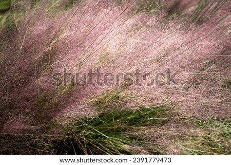 This is a picture of pink muhly growing in nature.