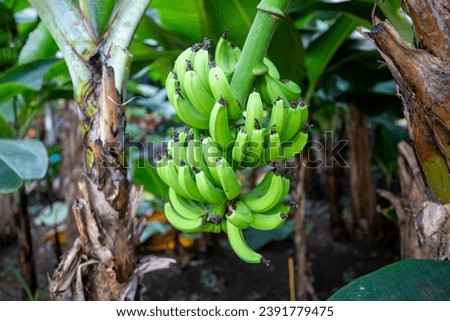 This is a picture of a banana growing in nature.