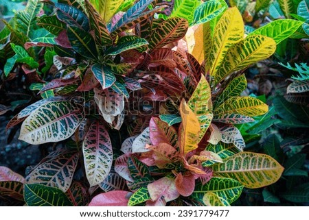 This is a picture of croton growing in nature.