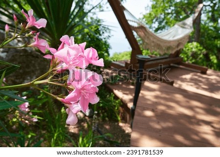 Bright pink flowers in the resort , a hammock and the sea in the background . Front view. Copy Space