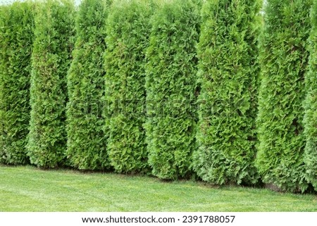 Tall green thuja hedge. High hedge of evergreen arborvitae thuja near of a green turf lawn, scenic place, nobody. Hedge of thuja. Royalty-Free Stock Photo #2391788057