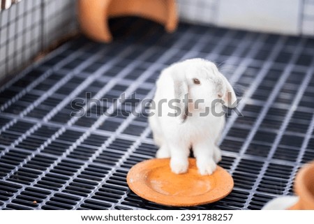 A small, cute, white rabbit
