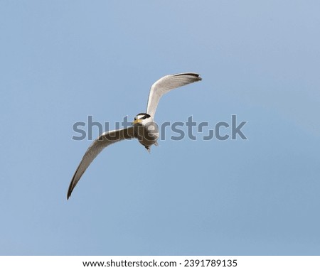 Flying adult Little Tern (Sternula albifrons) at coastal marsh on the island Lesvos, Greece, during spring migration. Royalty-Free Stock Photo #2391789135