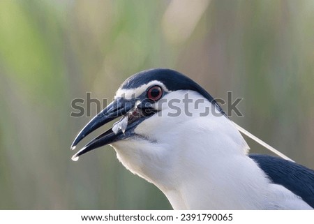 Black-crowned Night Heron, Nycticorax nycticorax, in wetland during spring in Hungary. Also known as black-capped night-heron.