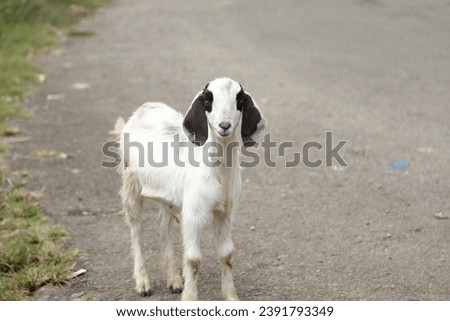 A baby Goat poses nicely for the photo
