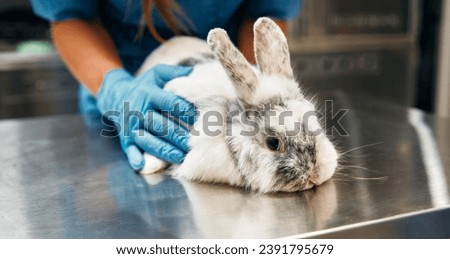 Veterinarian in blue uniform conduct a routine examination of a domestic ornamental rabbit in the office of a modern veterinary clinic. Treatment and vaccination of pets.