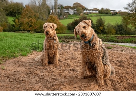 National pet month. A pair of Airedale terriers look with a curious pose. Selective focus on the nearest dog. 