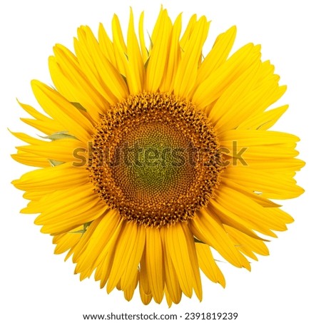 Sunflower isolated on white background. Close-up. Nature.