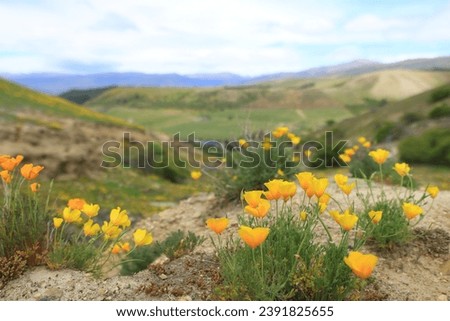 Golden poppy flowers blooming across the fields in New Zealand