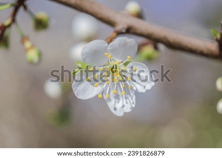 White flowers bloom on the trees. Spring landscape with cherry blossoms. Beautiful blooming garden on a sunny day. Copy space for text.