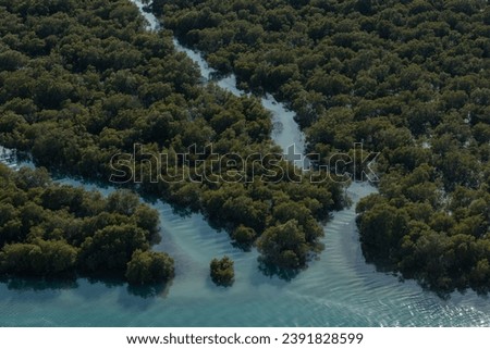 Avicennia marina, also known as gray mangrove or white mangrove Royalty-Free Stock Photo #2391828599