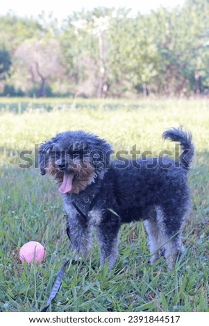 Photography of pet poodle happily playing with ball on grass