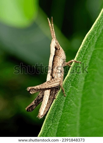 This brown grasshopper is included in the insect animal category