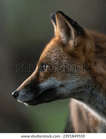 The Vulpes cana, or the Blanford's fox, is a small fox species found in parts of the Middle East and South Asia. It's known for its bushy tail and reddish-brown fur.