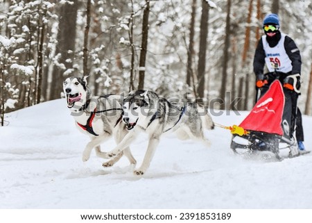 Siberian husky sled dog racing. Mushing winter competition. Husky sled dogs in harness pull a sled with dog driver. Royalty-Free Stock Photo #2391853189