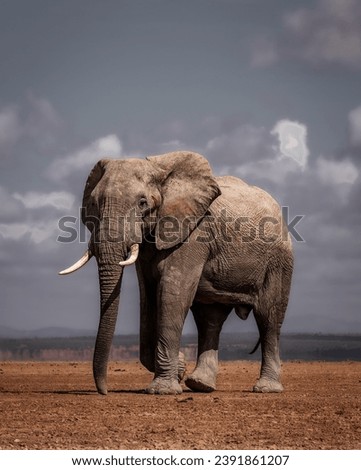 Elephants are the largest land animals, known for their intelligence, strong social bonds, and impressive memories. They also have a unique communication system using low-frequency sounds 