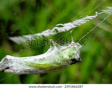 Grasshoppers caught in this spider trap cannot move