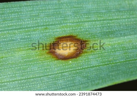 Scald symptoms. Common disease of barley in temperate regions. It is caused by the fungus Rhynchosporium commune and can cause significant yield losses in cooler, wet seasons. Royalty-Free Stock Photo #2391874473