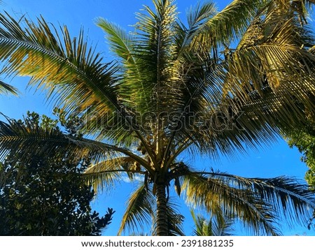 Beautiful view of coconut trees in the morning