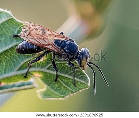 Wasp, any member of a group of insects in the order Hymenoptera, suborder Apocrita, some of which are stinging. The bokeh background looks very naturally beautiful  Royalty-Free Stock Photo #2391896925