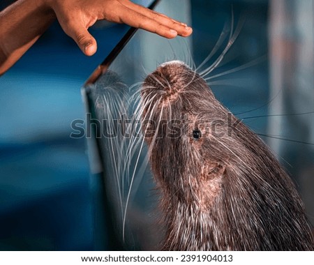 Playing with a cape porcupines, Jeddah Saudi Arabia, Cape porcupines are the largest rodents in Africa and also the world's largest porcupines. They are amongst the largest living rodents in the world
