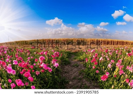Picturesque fields of colorful bright spring flowers. Large terry lilac and purple buttercups - ranunculus. Buttercup Festival in Israel. 