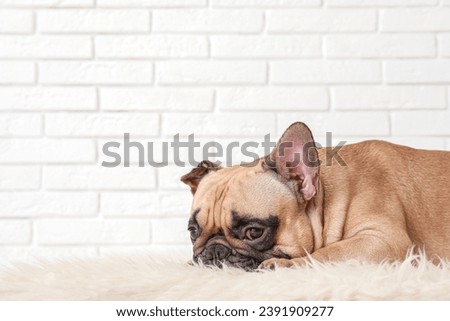 Cute French bulldog lying on rug near white brick wall