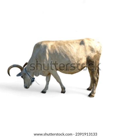 isolated white, Indonesian cattle, or most generally, the domestic banteng are a domesticated species of bovine which originated from the banteng, Bos javanicus