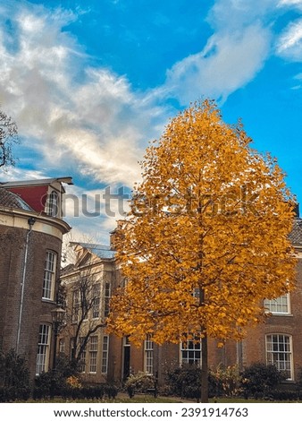 Autumnal tree with yellow leaves in the old town