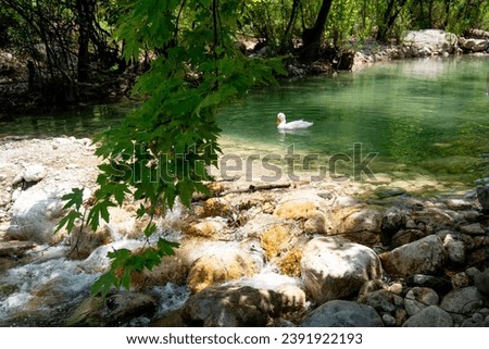 Pond with clear water and white swan