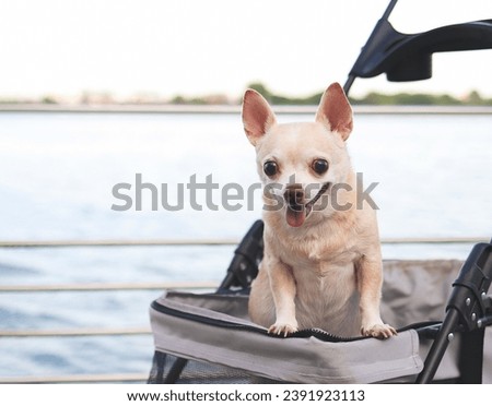 Portrait  of  Happy brown short hair Chihuahua dog  standing in pet stroller on walk way fence by water in the lake. smiling and looking at camera.