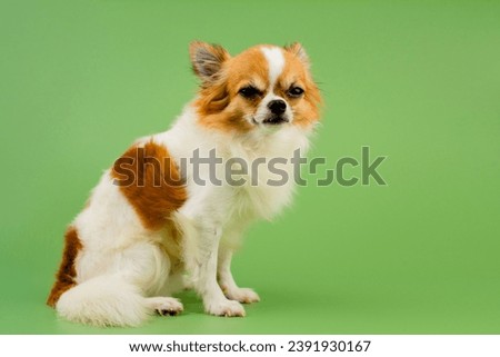 Chihuahua dog sitting waiting to be photographed in the studio A cute little puppy with pleading eyes.
