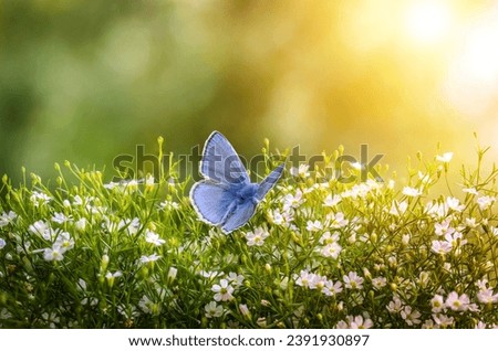 Beautiful wild flowers ,  butterfly in morning haze in nature  Delightful airy artistic image.
