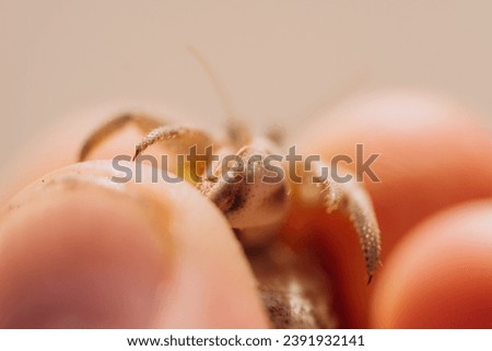 Hermit crab close-up. Macro photography