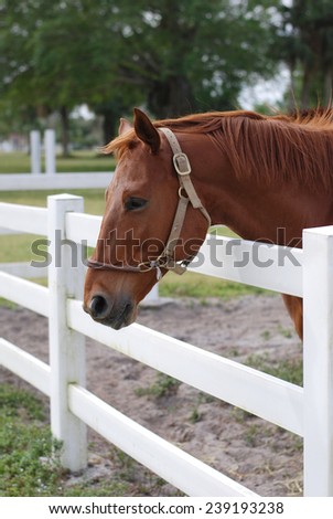 Light Brown Horse at the White Fence Side View