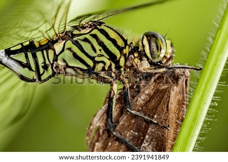 Closeup picture of dragonfly catching prey