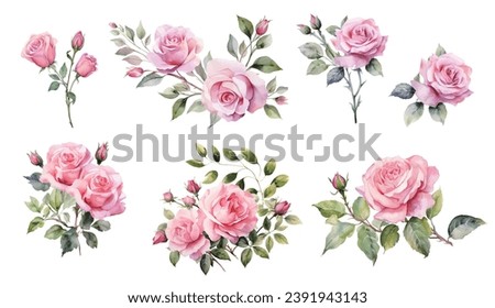 Vector watercolor rose illustration.set of Spring pink rose flowers, leaves, pink roses, rosettes. Cards, invitations, decorations garland. Wedding, Mother's Day, Valentine's Day