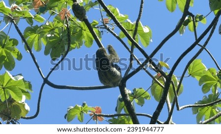 Brown-throated sloth Bradypus variegatus on top of high tree in Manuel Antonio National Park in Puntarenas Province in Costa Rica under clear blue sunny sky next to her baby learning how to climb