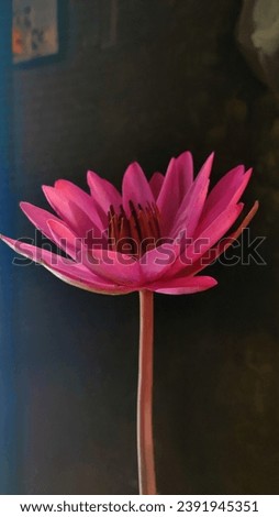 Lotus flower , full picture of Lotus , Pink Lotus flower, pink flower with dark background 