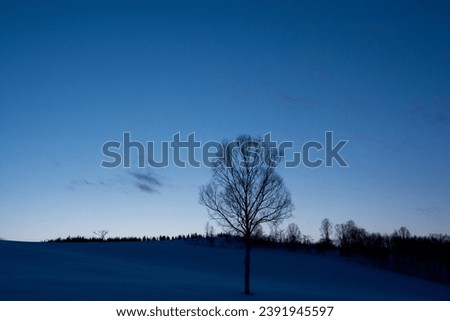 Larch forest on snowy hills and beautiful blue sky at dusk

